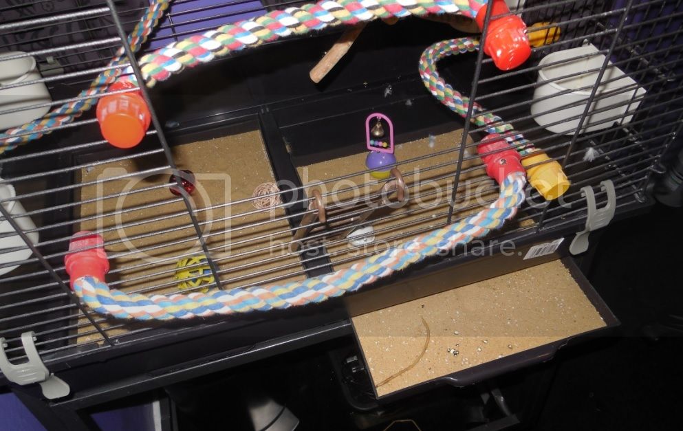 How To Create A BeachThemed Cage For Your Parakeet Master Parrot