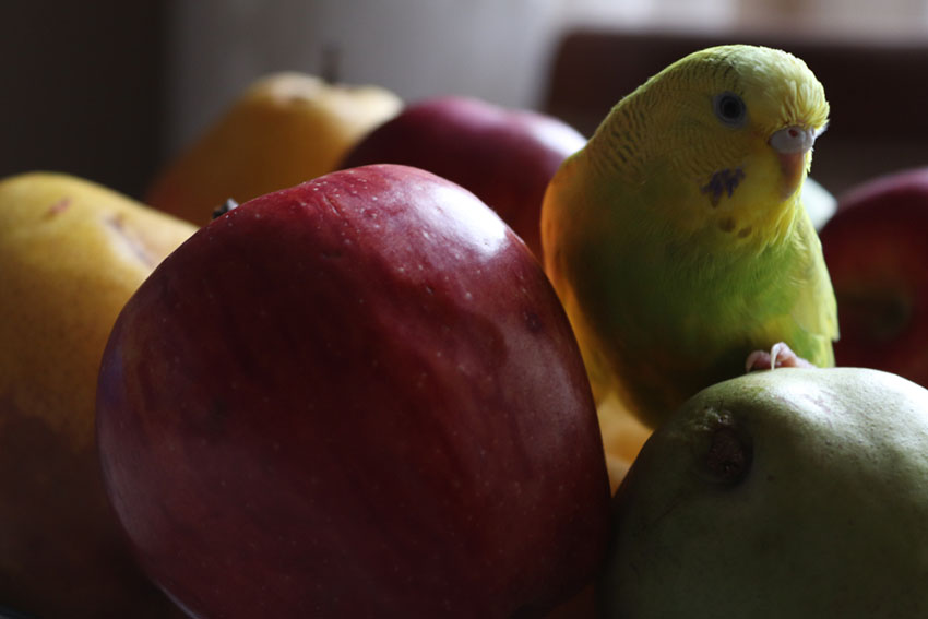 The Best Fruits For Parakeets Master Parrot