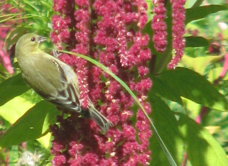 Can Parakeets Eat Love Lies Bleeding? Master Parrot