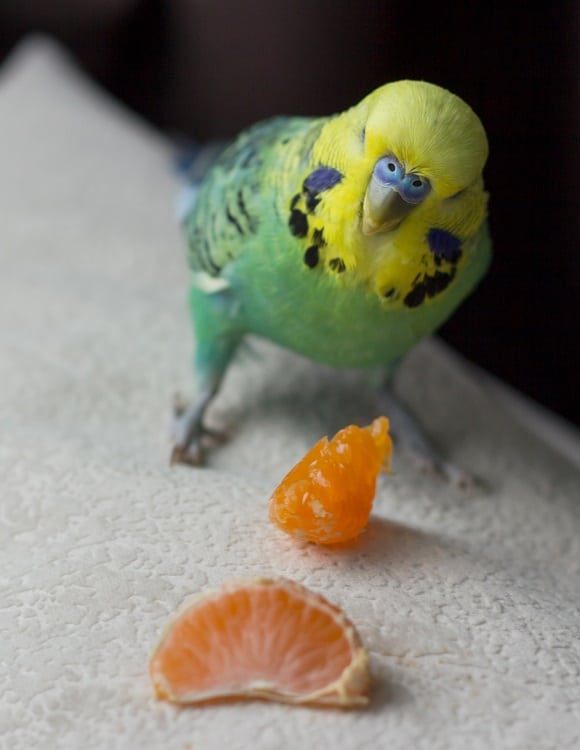 Can Parakeets Eat Passion Fruit Master Parrot