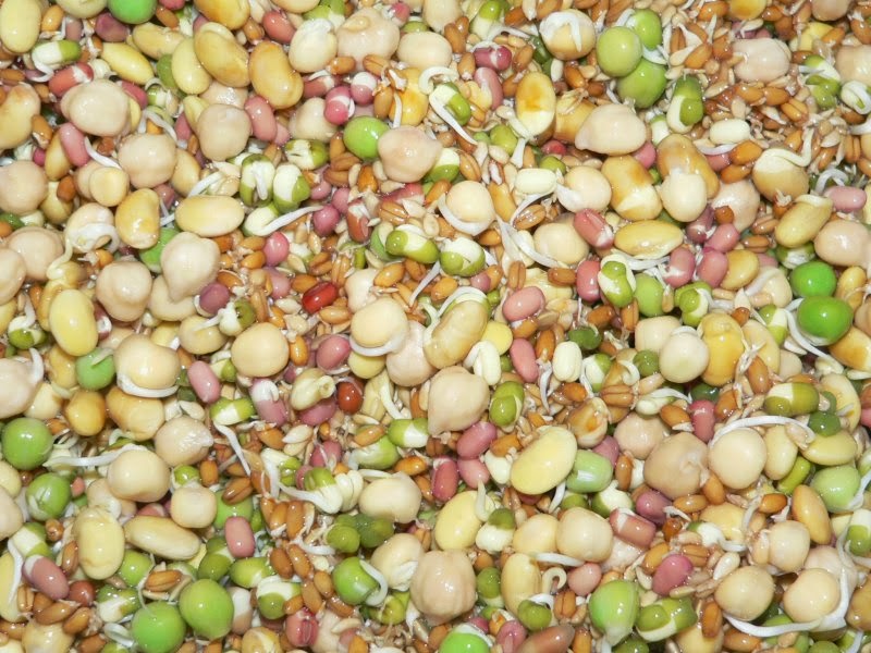 Can Parakeets Eat Passion Fruit Master Parrot