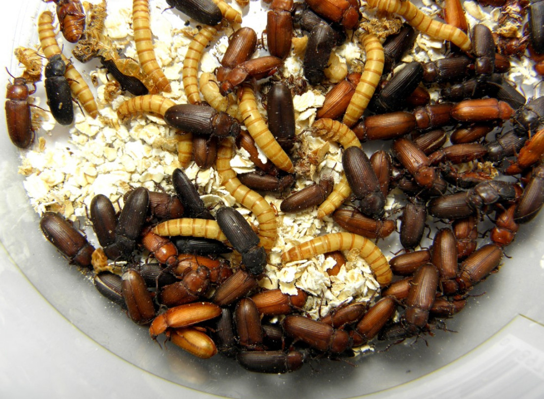 Worms In Your Bird’s Food What You Need To Know Master Parrot