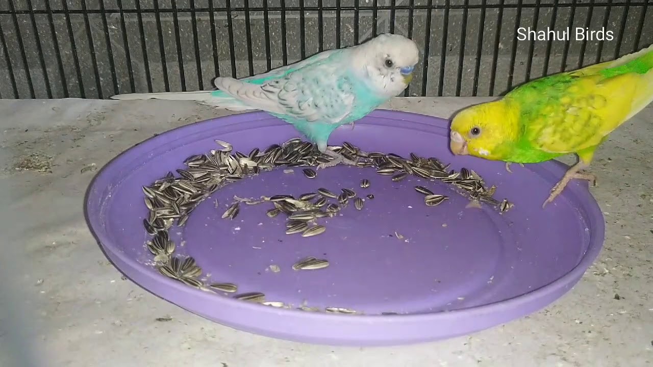 The Benefits And Risks Of Sunflower Seeds For Parakeets Master Parrot