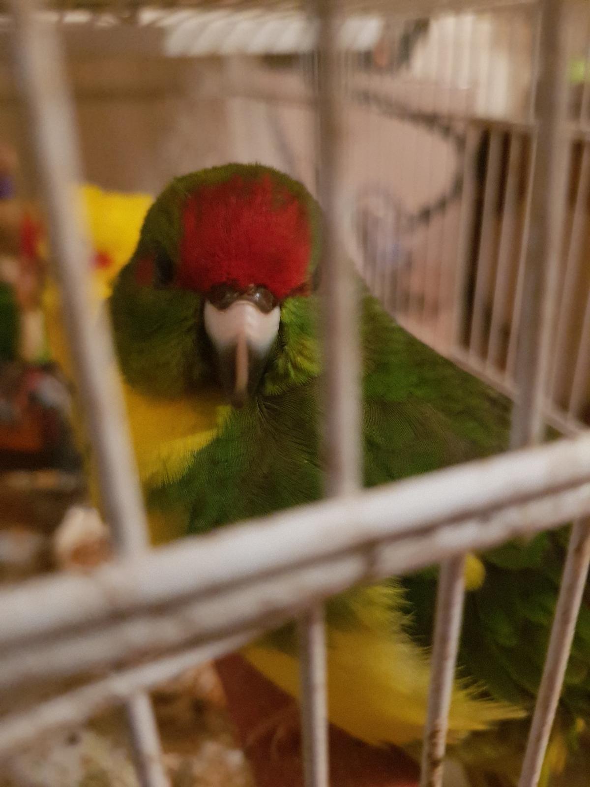 They Are Also Very Active And Love To Play Kakariki Parakeets The