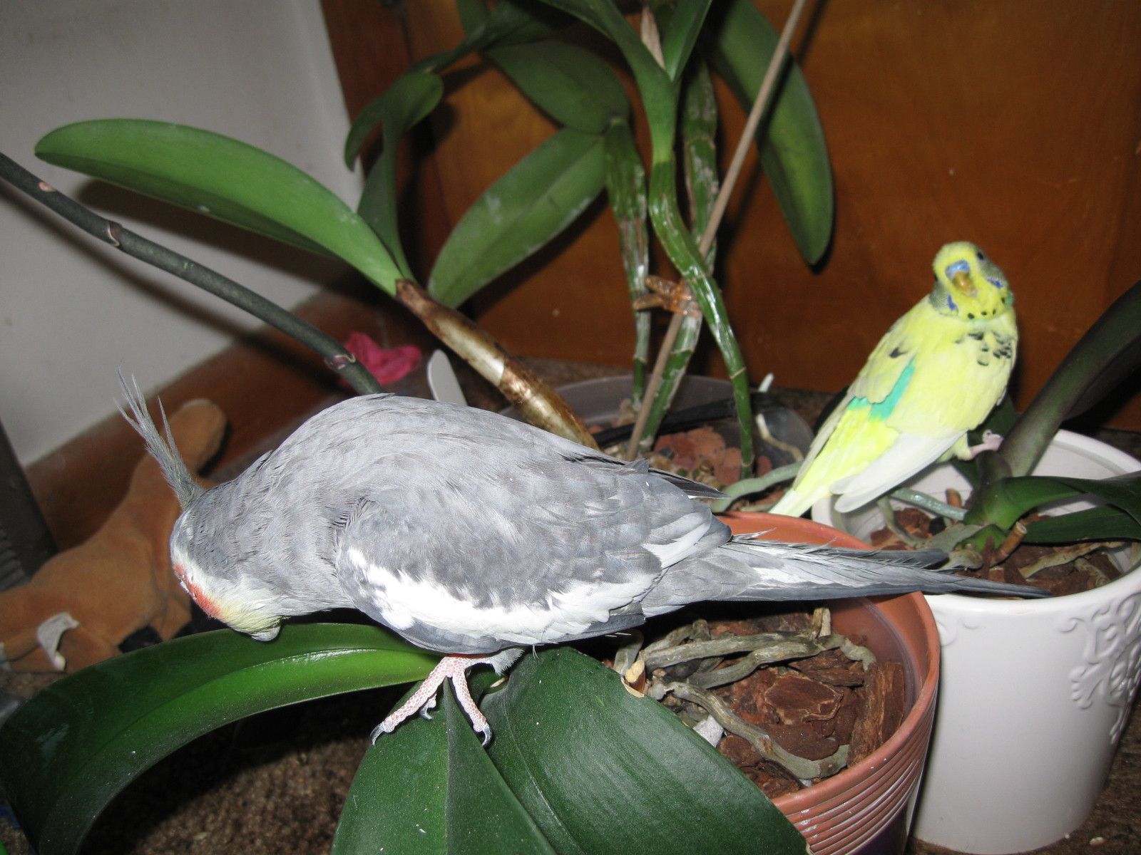 Do Andean Parakeet Parrots Eat Orchids Master Parrot