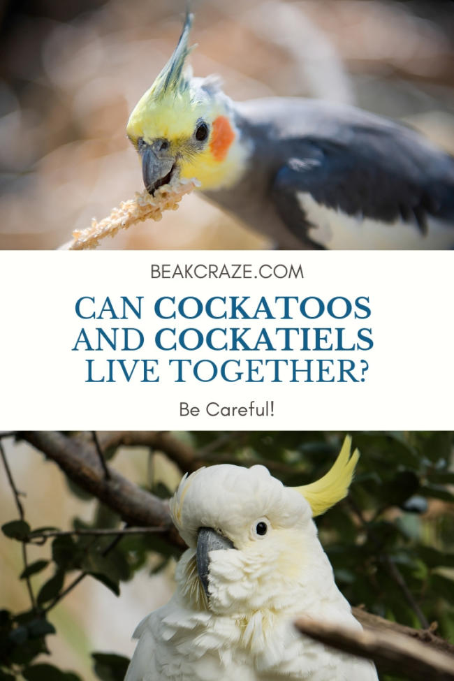 Cockatoos And Parakeets Can Get Along Master Parrot