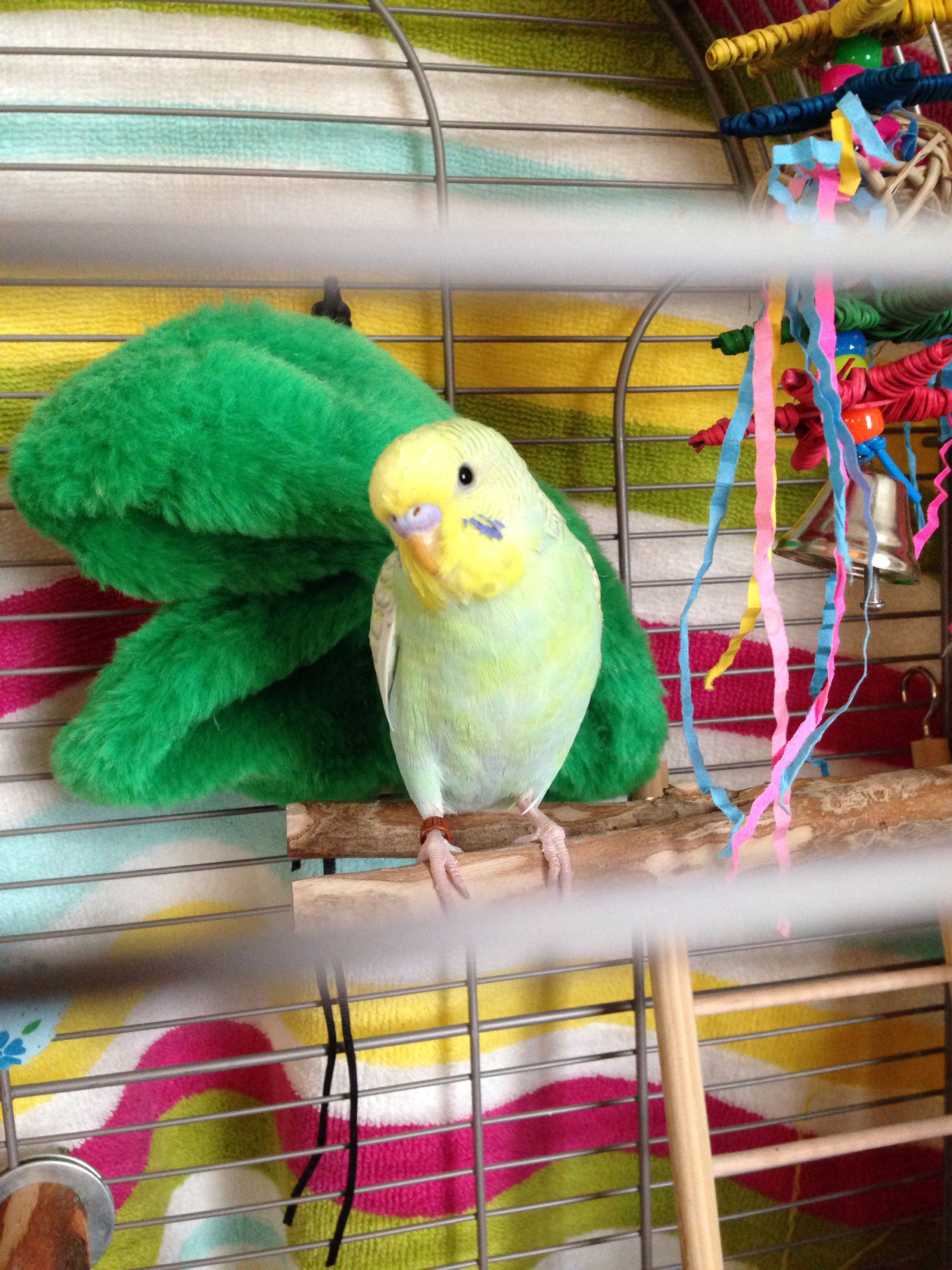 Cockatoos And Parakeets Can Get Along Master Parrot