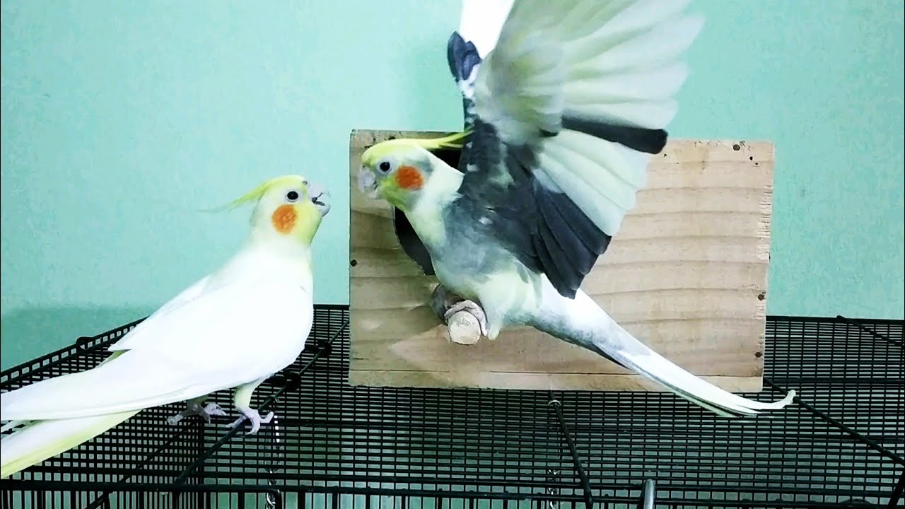 Can Cockatiels And Parakeets Live Together Peacefully? Master Parrot