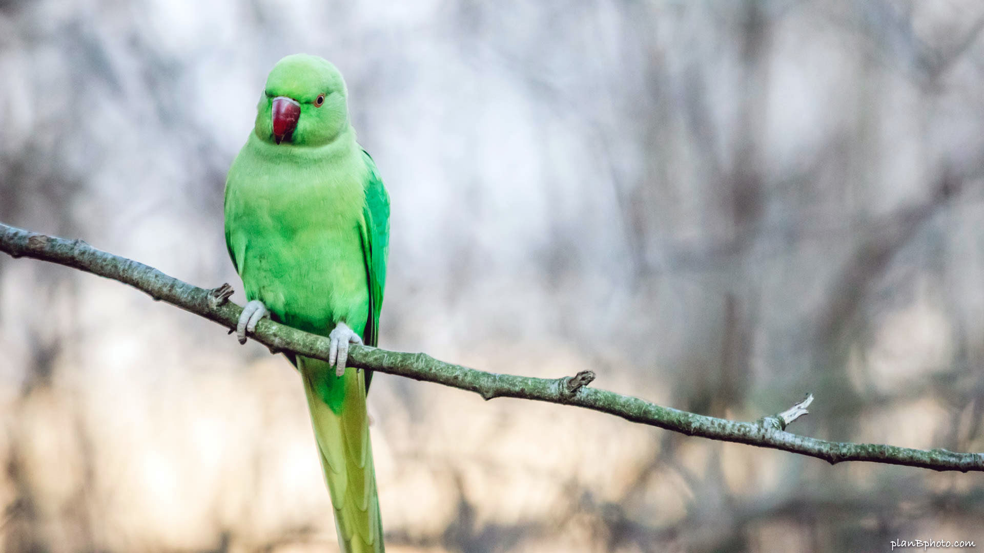 Do Indian Ringneck Parakeets Have Night Vision Master Parrot