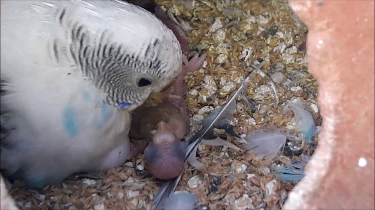 How Do Birds Feed Their Babies? Master Parrot