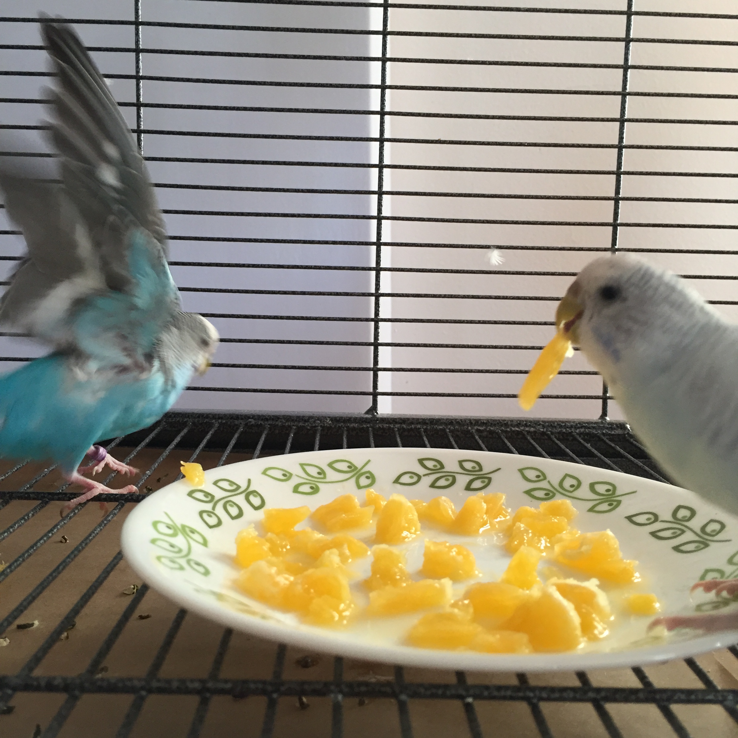 Do Parakeets Need Trit? Master Parrot