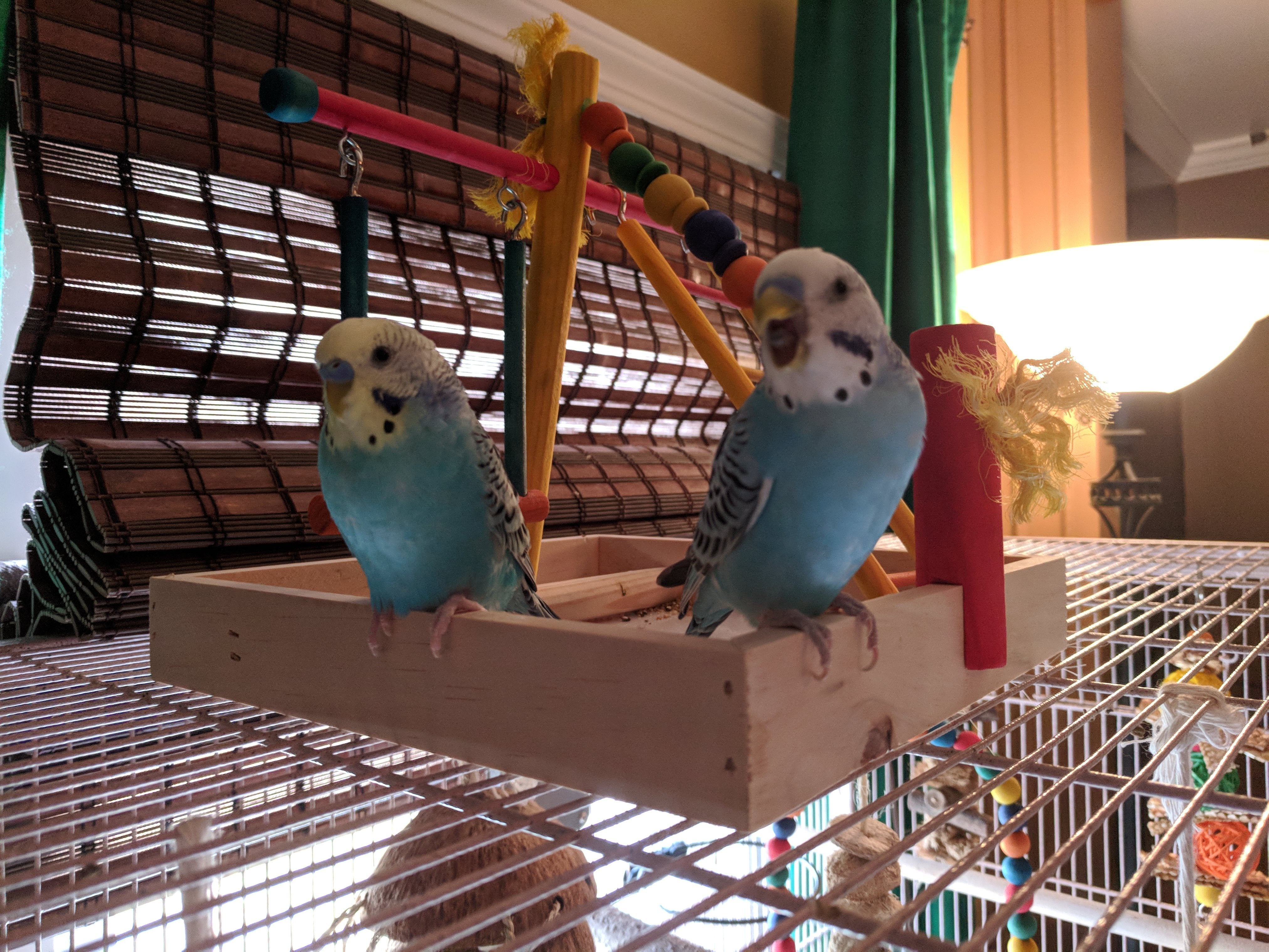 3 Ways To Keep Your Parakeet Entertained And Happy Master Parrot