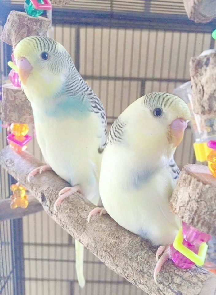 How To Make Parakeet Slime Master Parrot