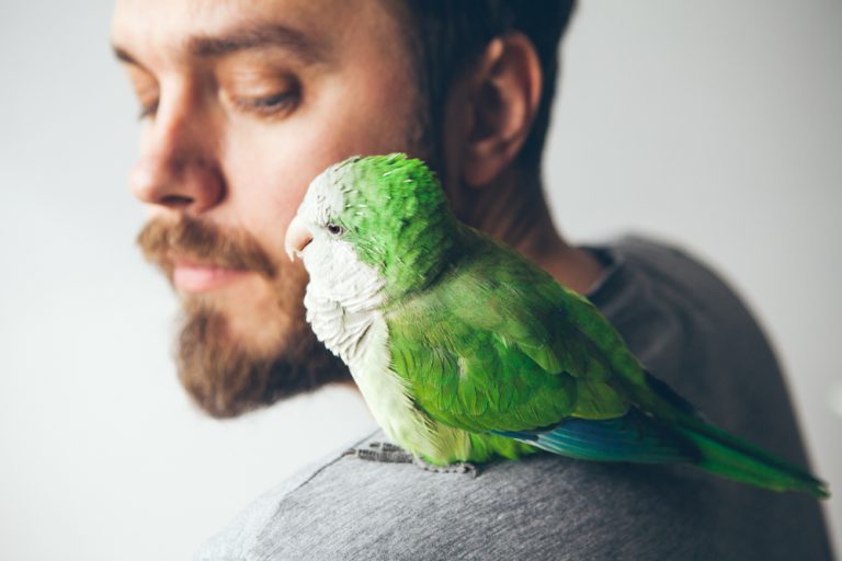 The Average Cost Of A Vet Visit For A Parakeet Master Parrot