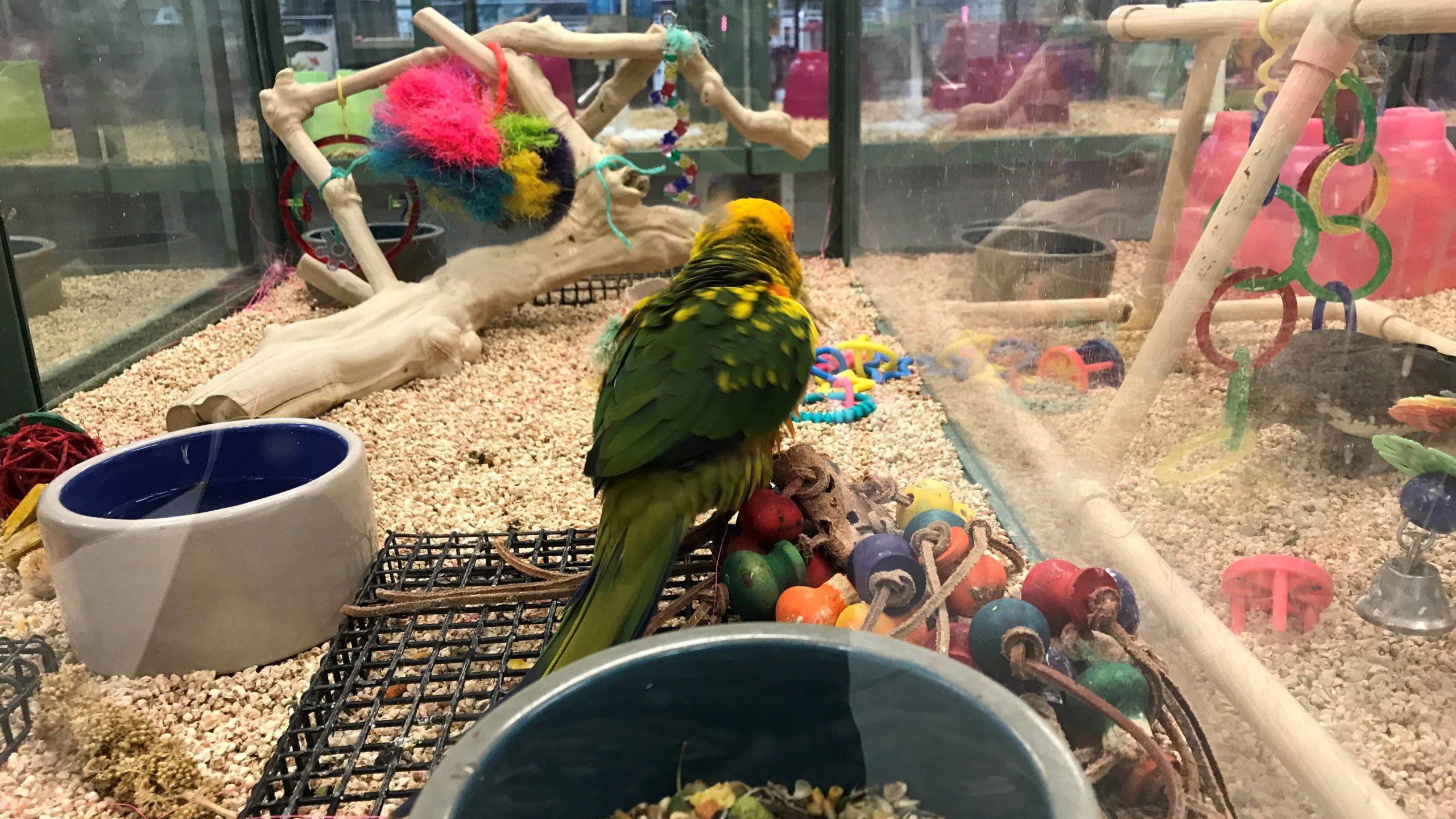 Types And Prices Of Parakeets At Petland Master Parrot