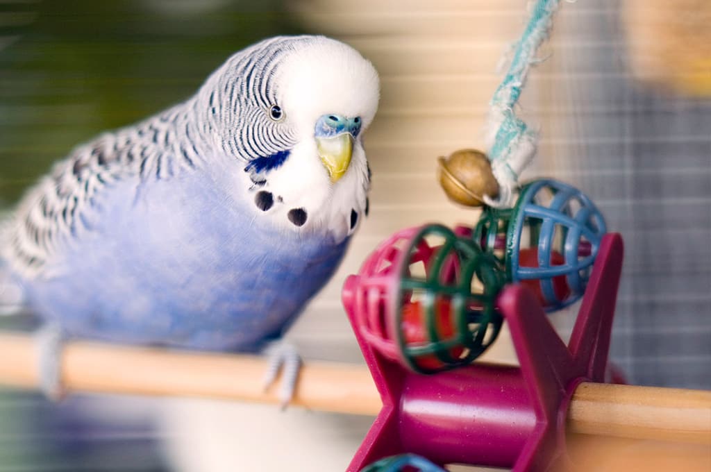 How To Buy Parakeet Slimes Master Parrot