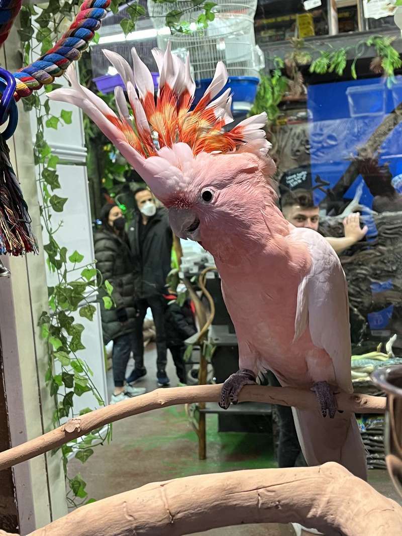 “The Mysterious Disappearance of Jersey the Cockatoo” Master Parrot