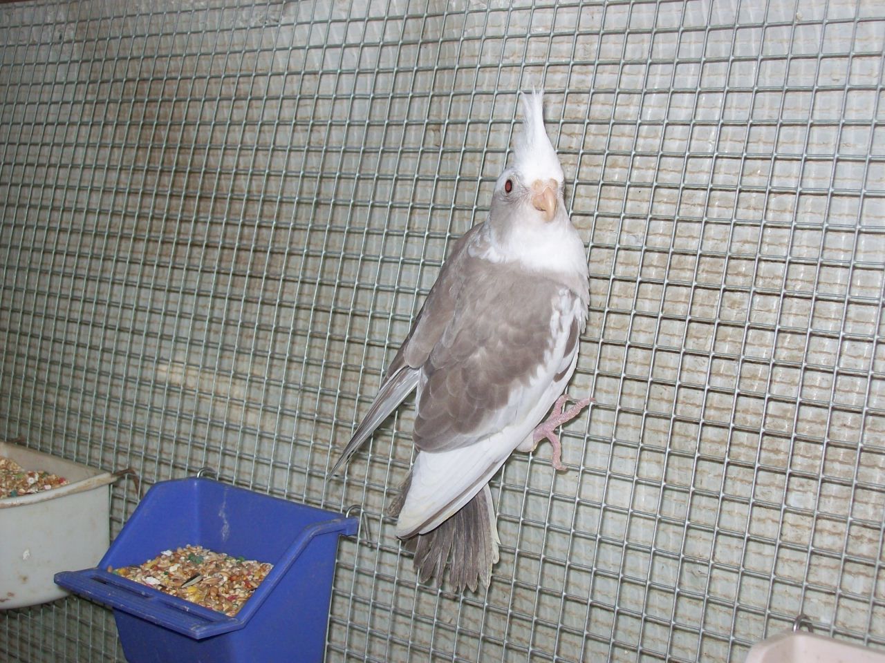 Cockatiel Care During The Winter Master Parrot