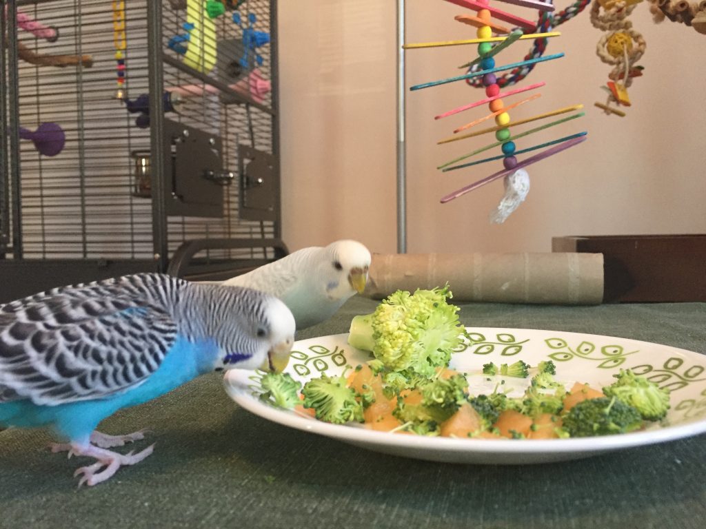 How To Get Rid Of That Parakeet Smell For Good Master Parrot