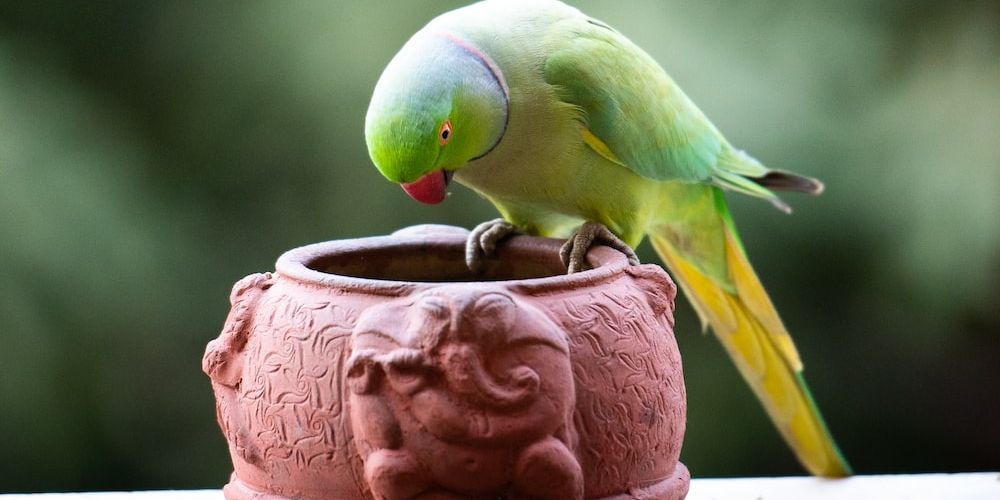 Should You Put Your Parakeet In Her Bed? Master Parrot