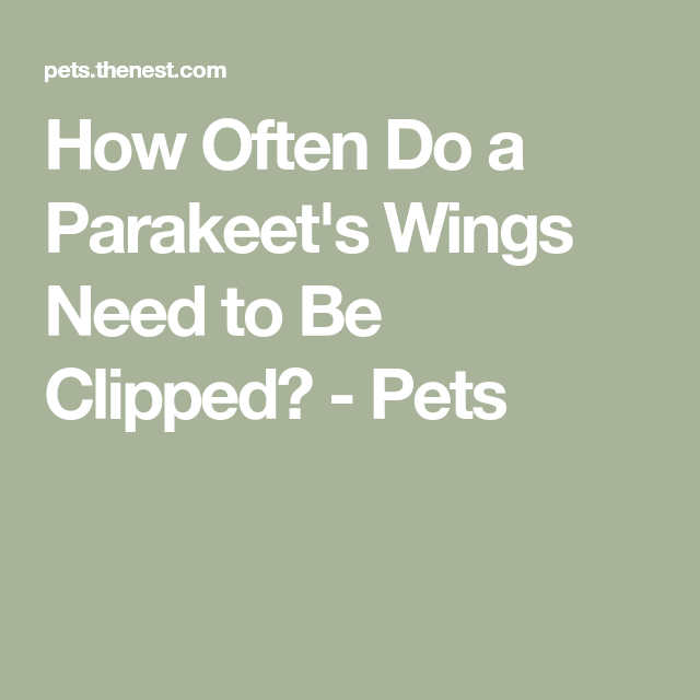 How To Properly Care For Your Parakeet’s Wings Master Parrot