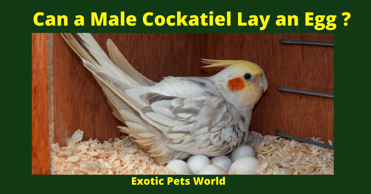 A Cockatiel’s Egg Incubation And Hatching Process Master Parrot