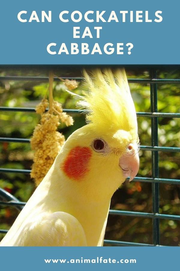 Is Cabbage Safe For Cockatiels? Master Parrot