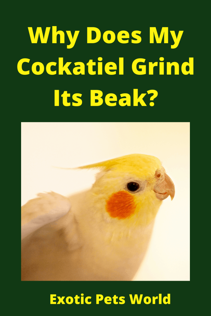 Cockatiel Pinching Why Does My Bird Keep Doing This And How Can I Stop