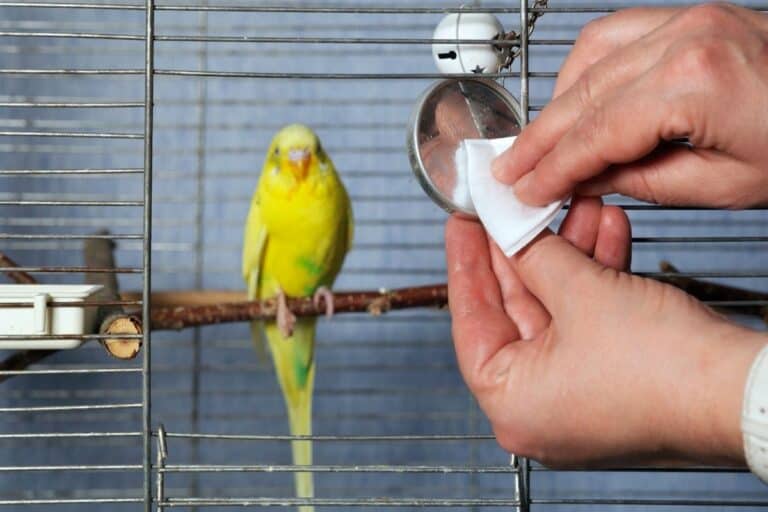 How To Get Rid Of That Parakeet Smell For Good Master Parrot