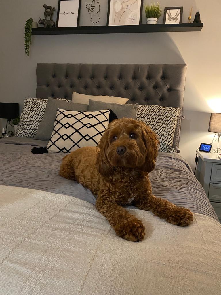 Britain’s Favourite Dog Breed Takes Up A Third Of The Bed Mattress Online