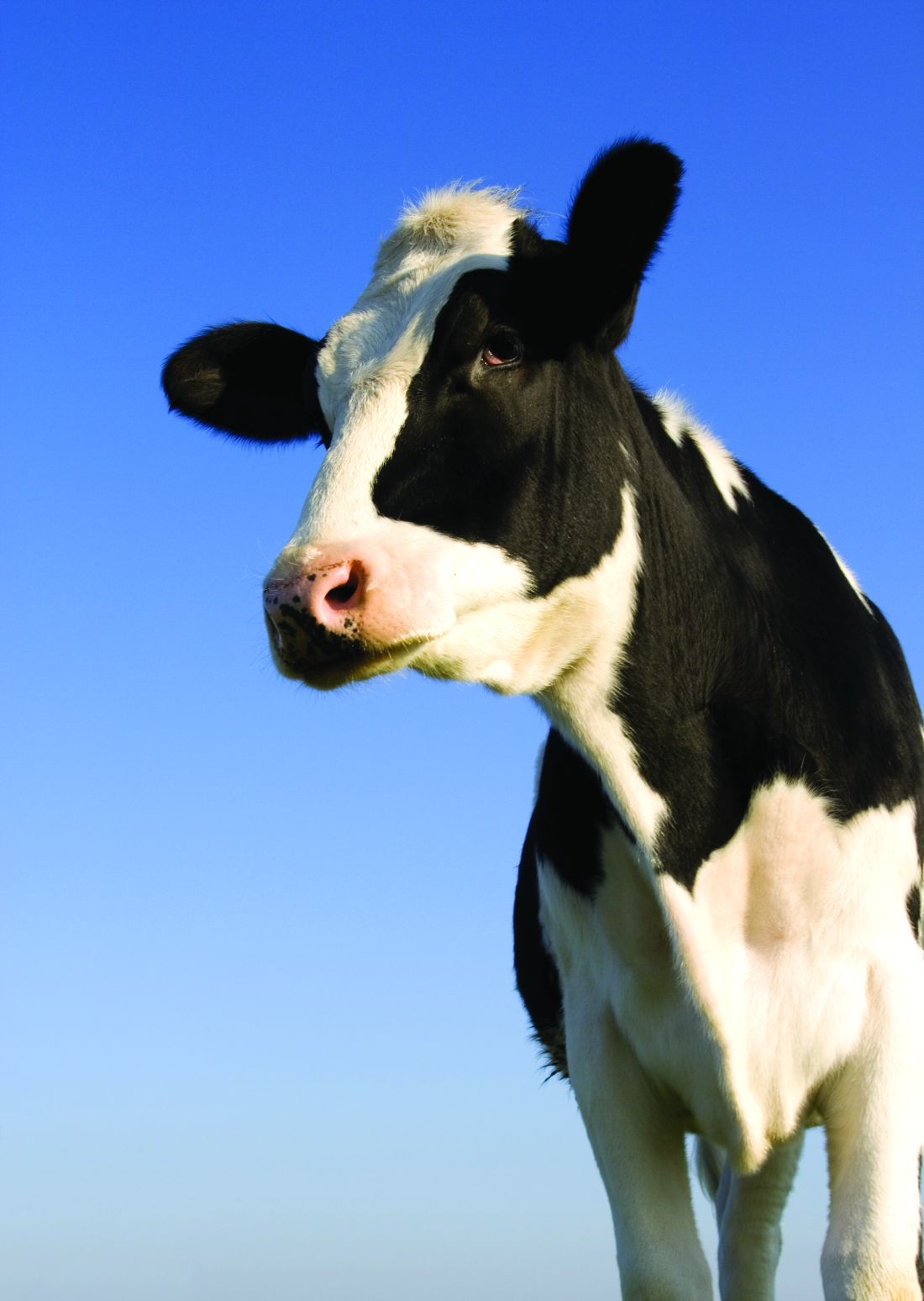 Have you heard the one about the cow in the doctor’s office? MDedge ObGyn