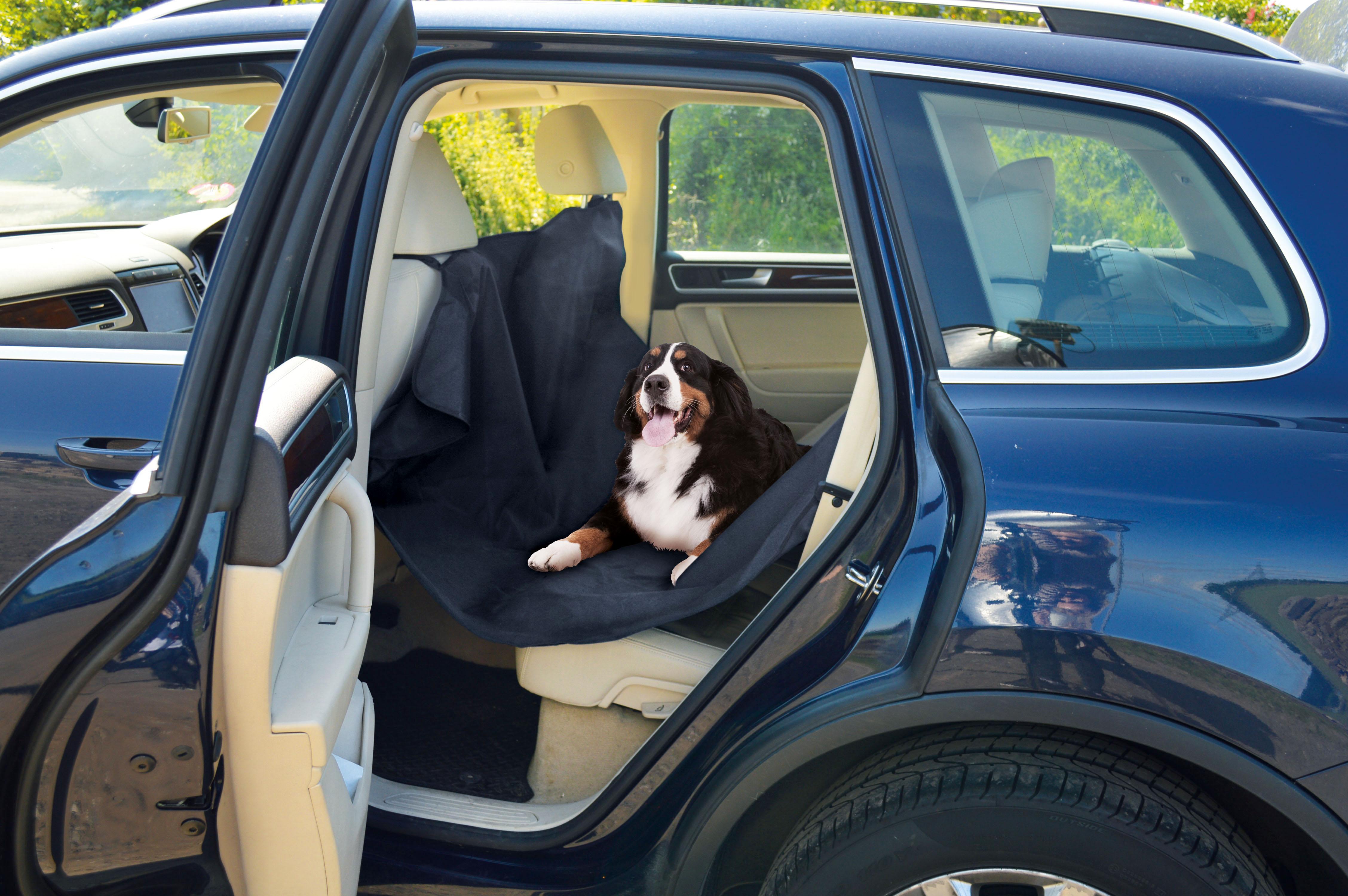 How to Get Rid of Dog Smell in Car Halfords
