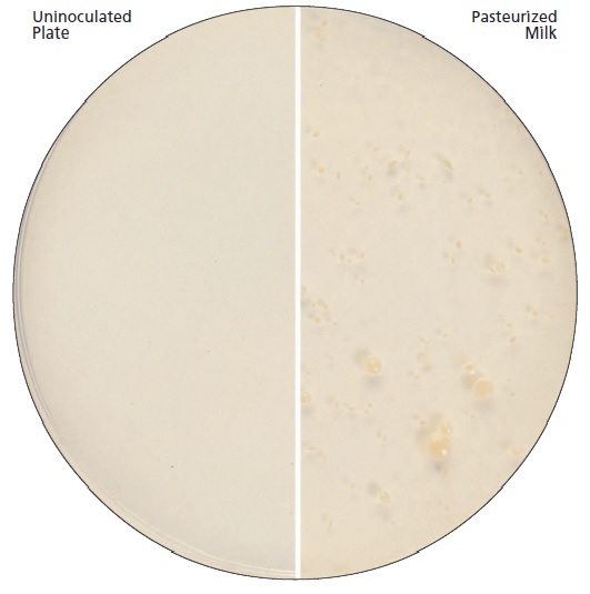 Plate Count Agar Interlab