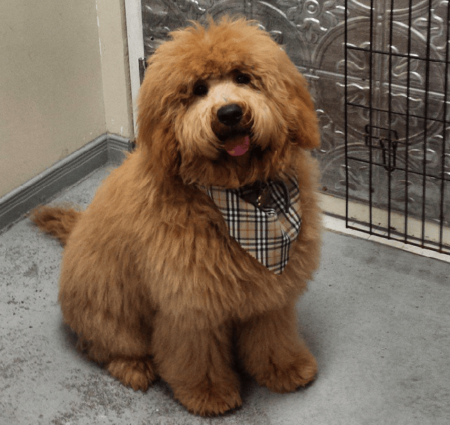 Cuttles Dog Grooming & Boutique Inc 268099 Weston Rd, Woodbridge, ON