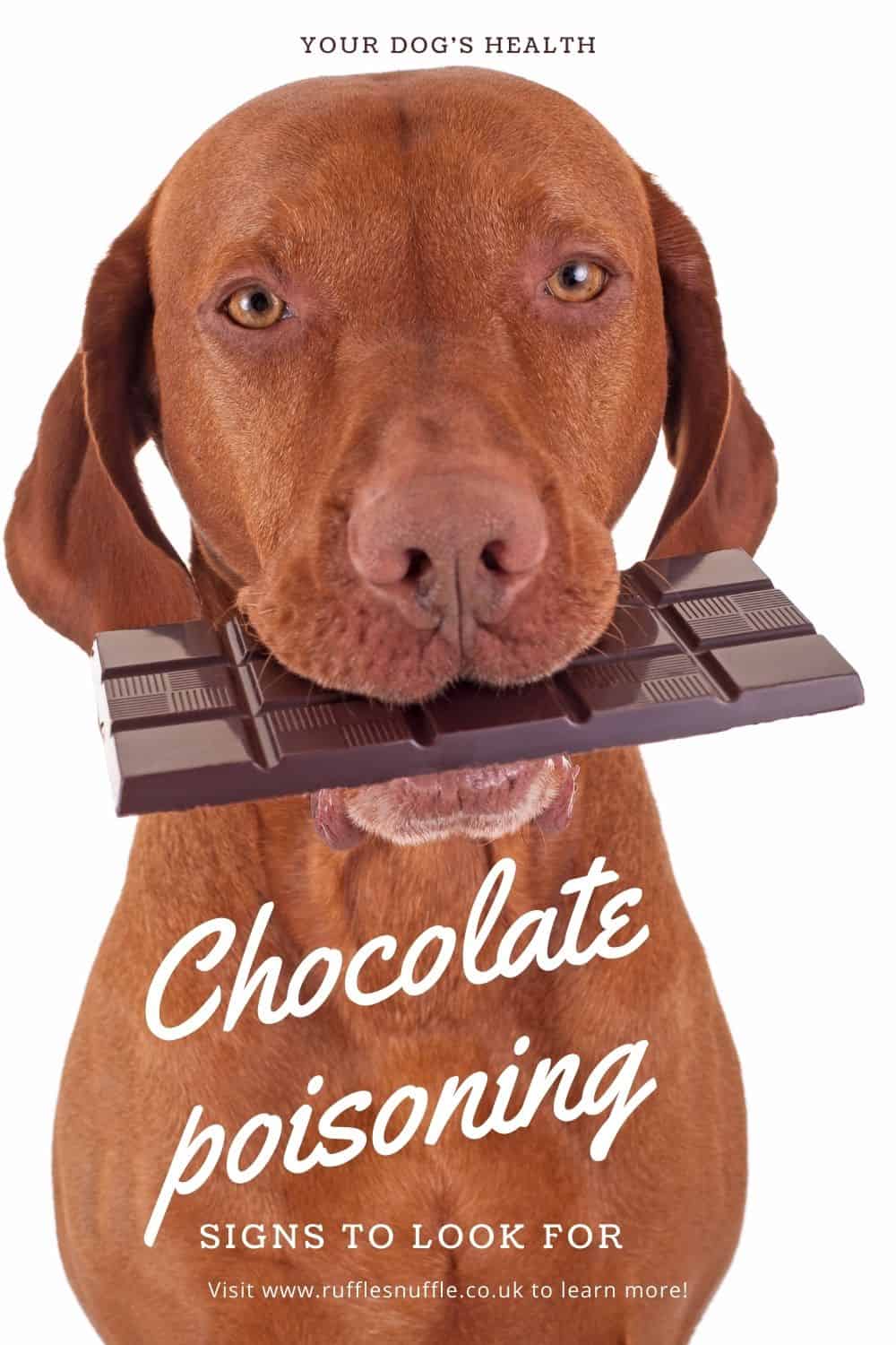 Can Dogs Eat Hot Tamales Candy? Mexicali Blue