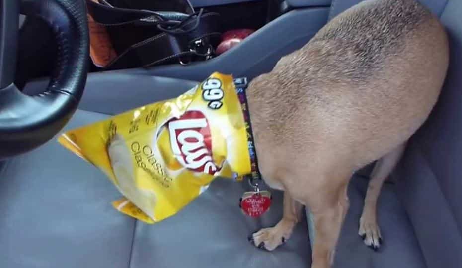 Are Nacho Chips Ok For Dogs Mexicali Blue