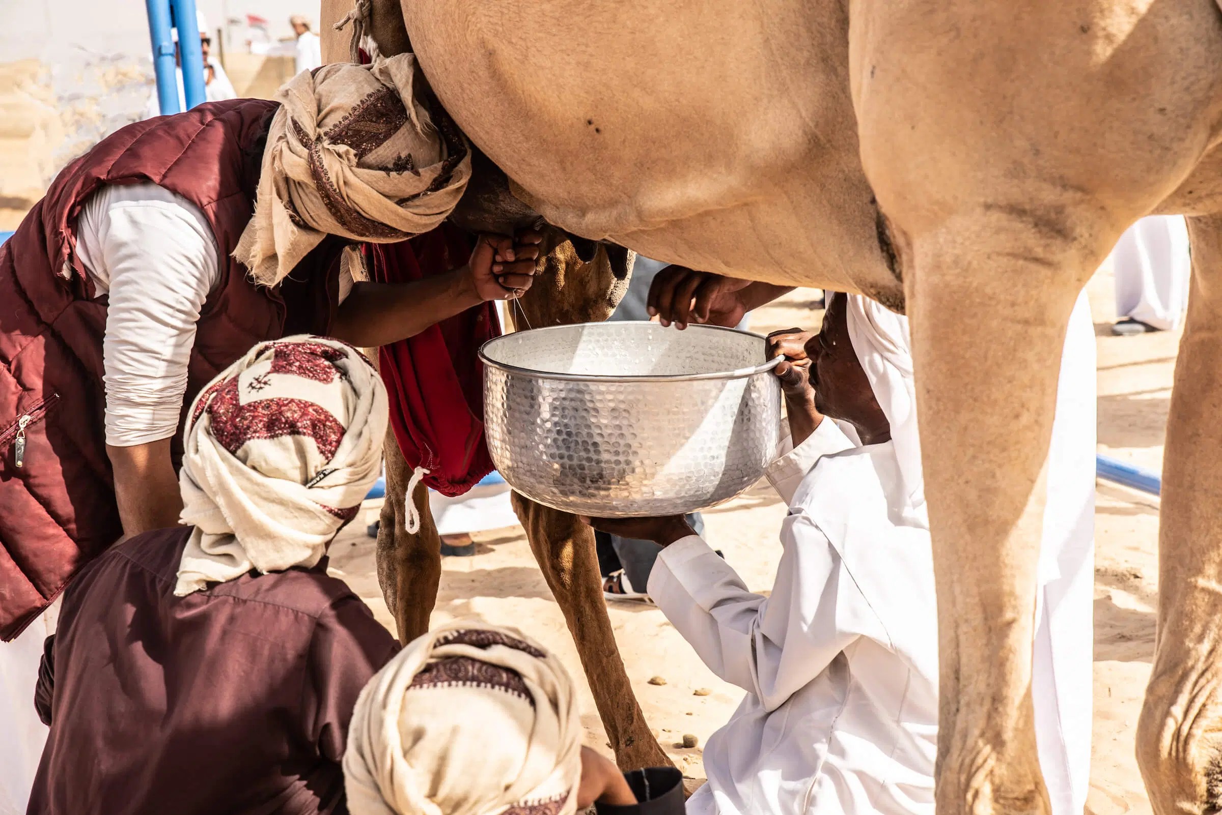 Is Camel Milk Really Healthier Than Cow Milk?