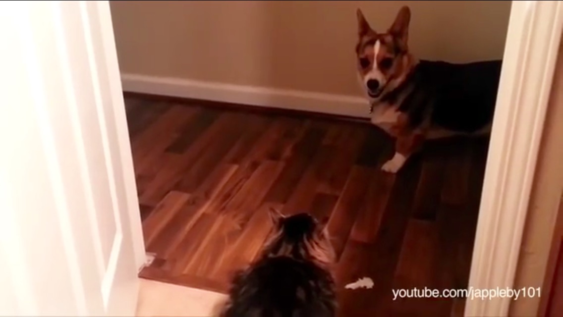 Dogs Afraid of Cats Dog Fancast