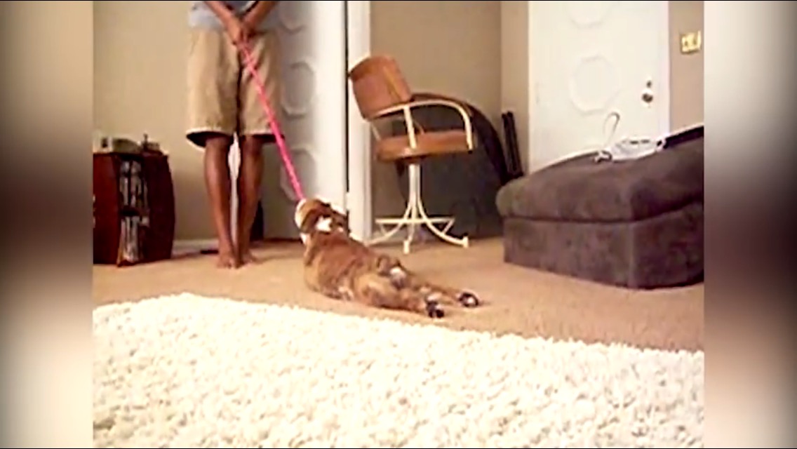 Dog Doesn't Want to Go for a Walk Dog Fancast