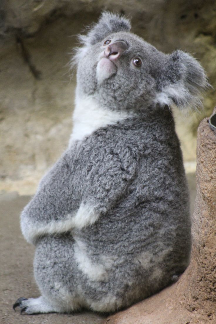 The Decline Of The Koala Australia’s Iconic Animal At Risk Of