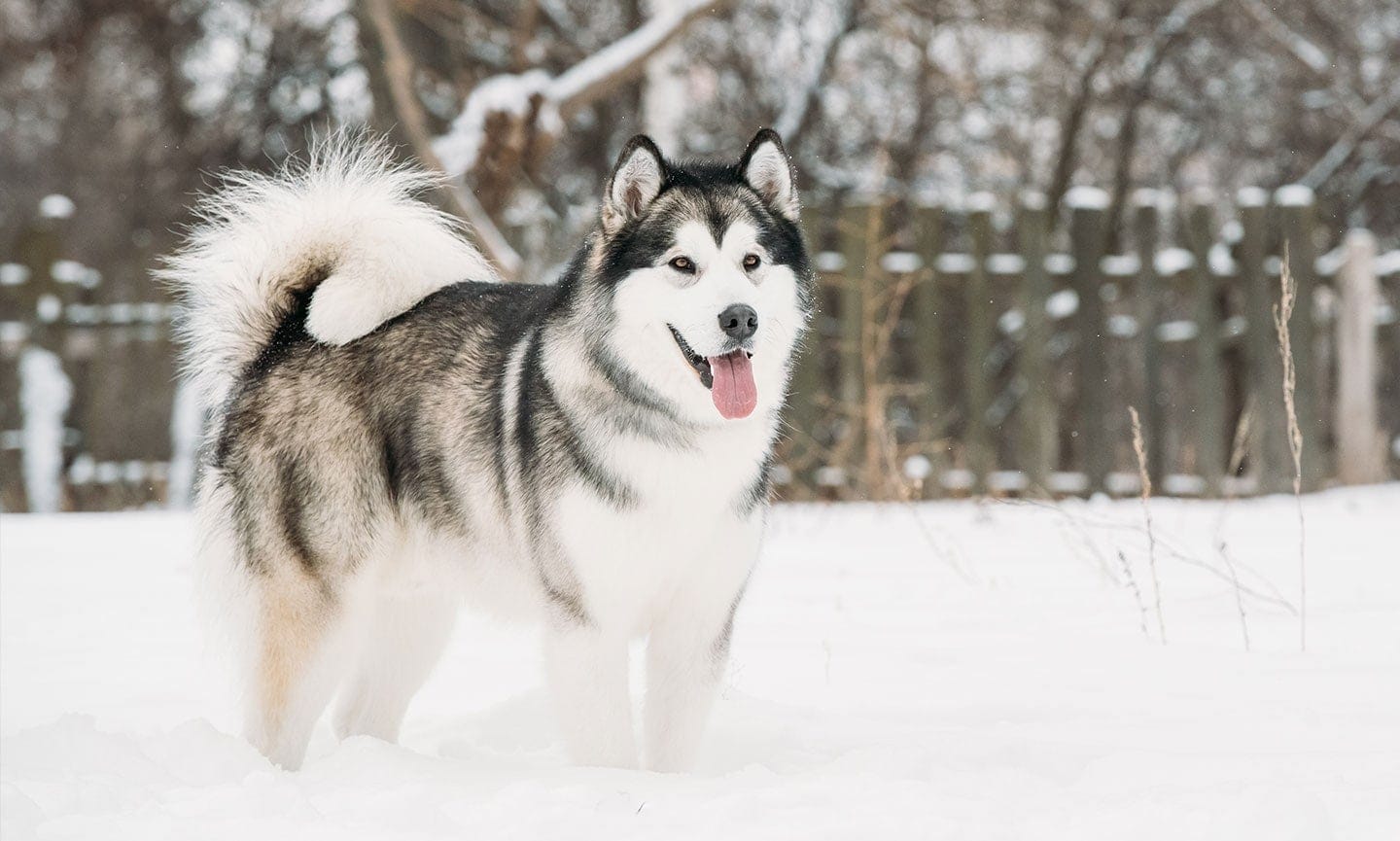 The 30 Most Expensive Dog Breeds In The World