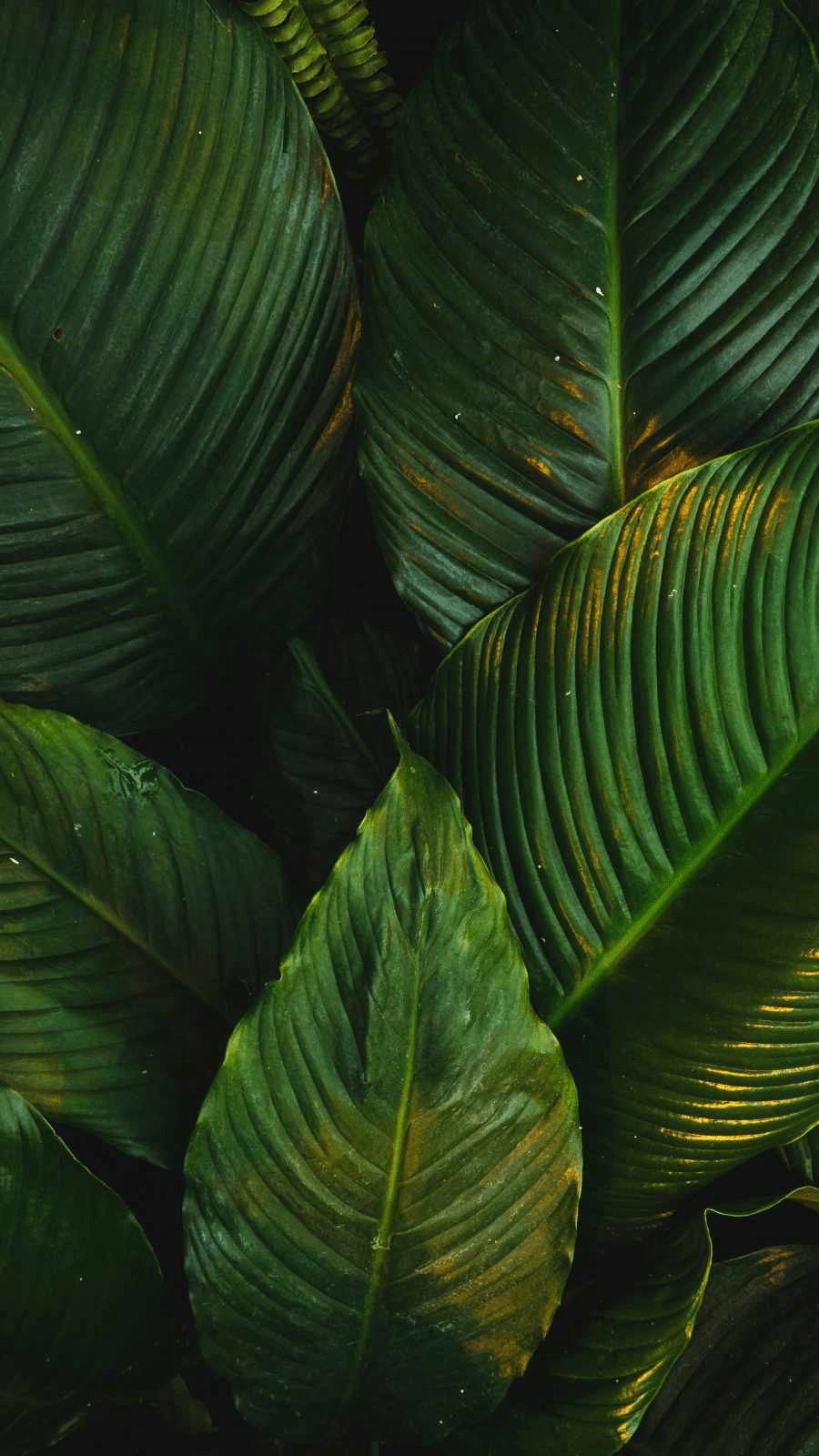 Large Green Leaves IPhone Wallpaper HD IPhone Wallpapers Wallpaper Download MOONAZ