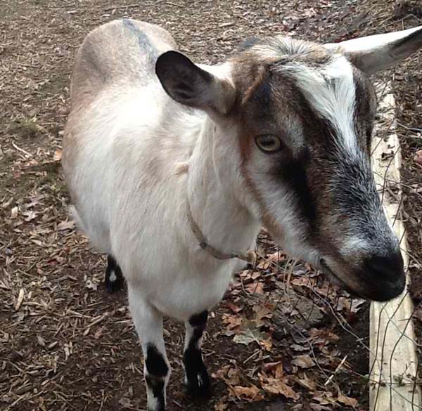 18 Best Goat Breeds for Milk and Meat Production