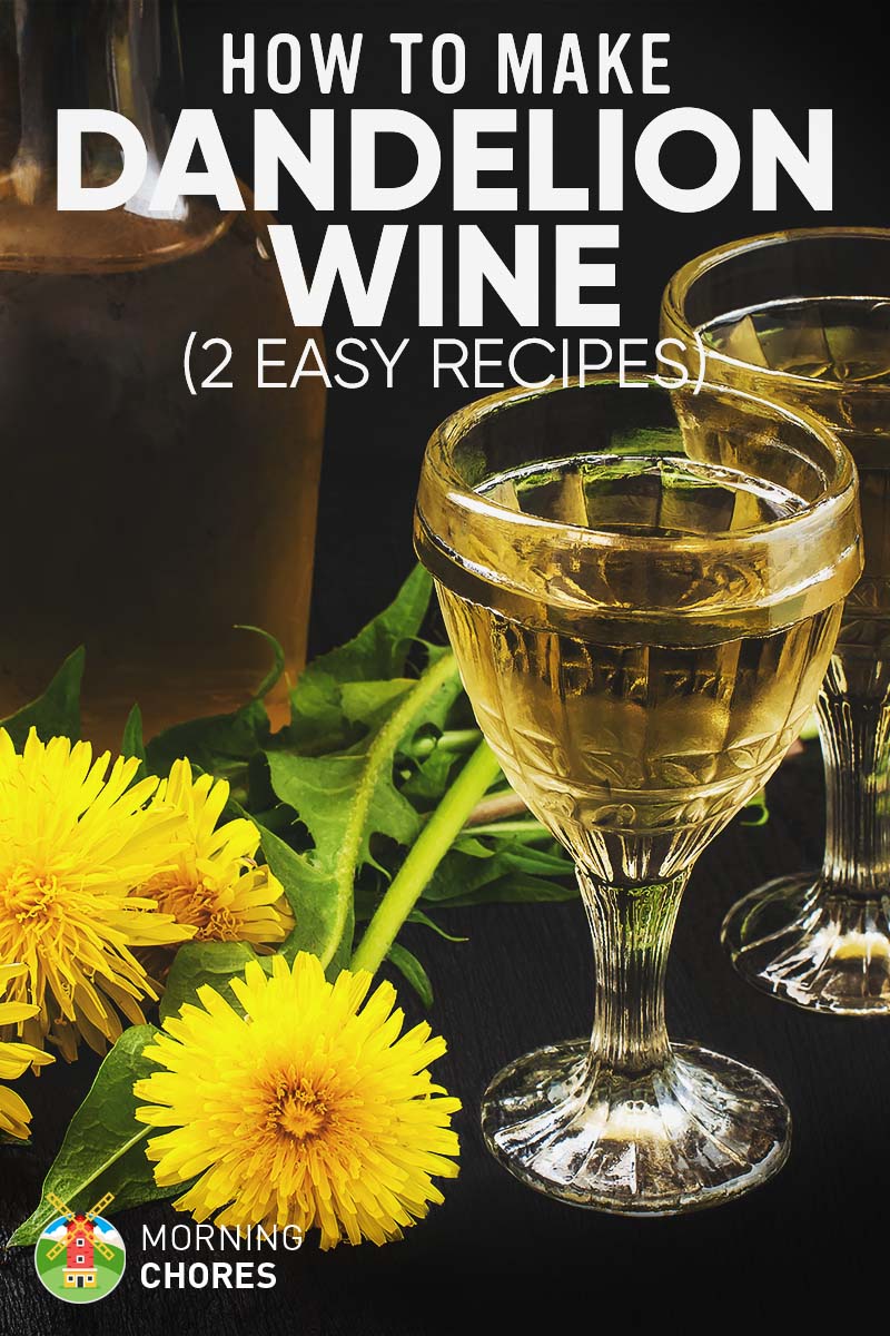 Dandelion Wine Recipe 2 Ways to Make Delicious Wine out of This Weed