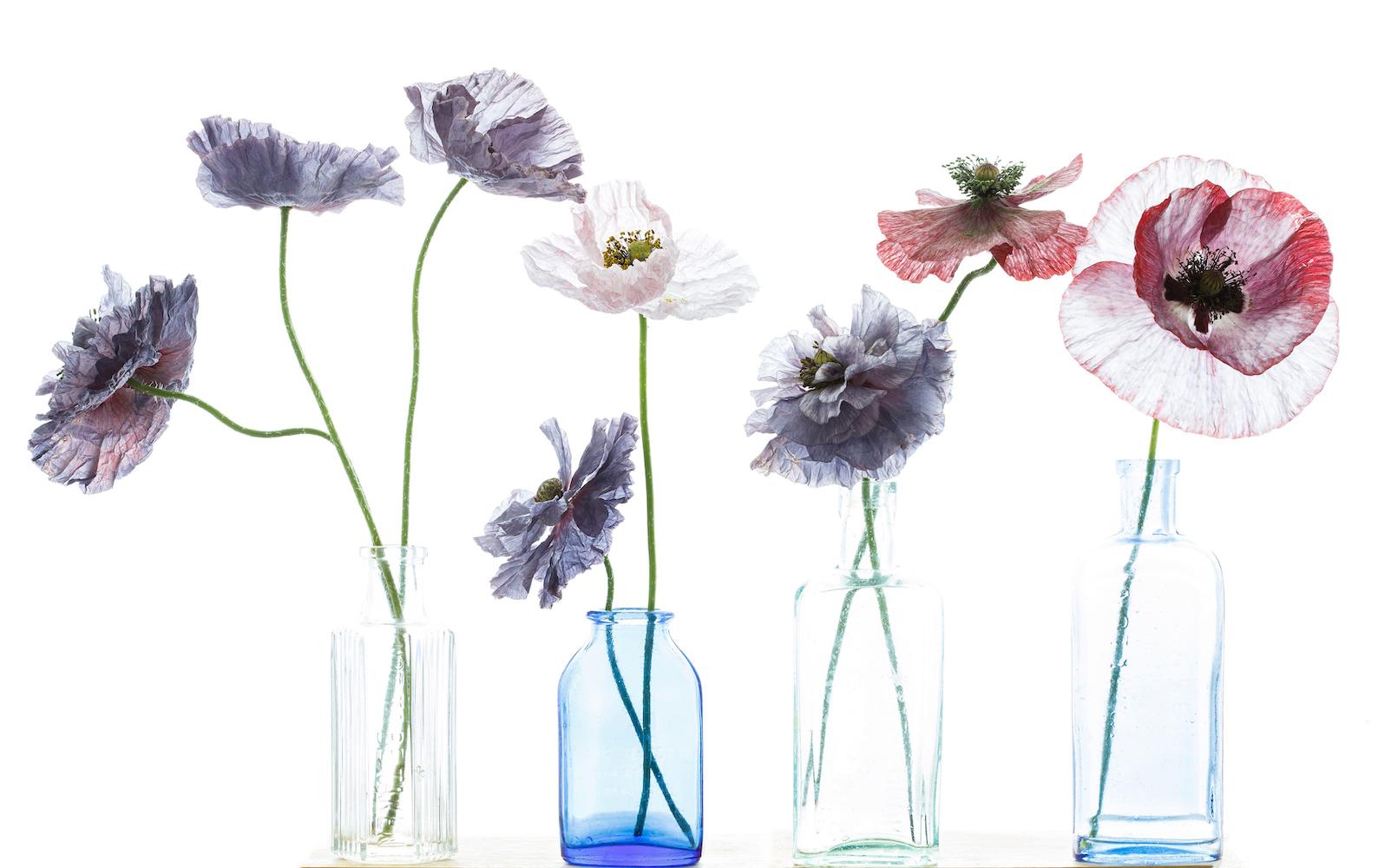 How to care for poppies in a vase simple but strange…