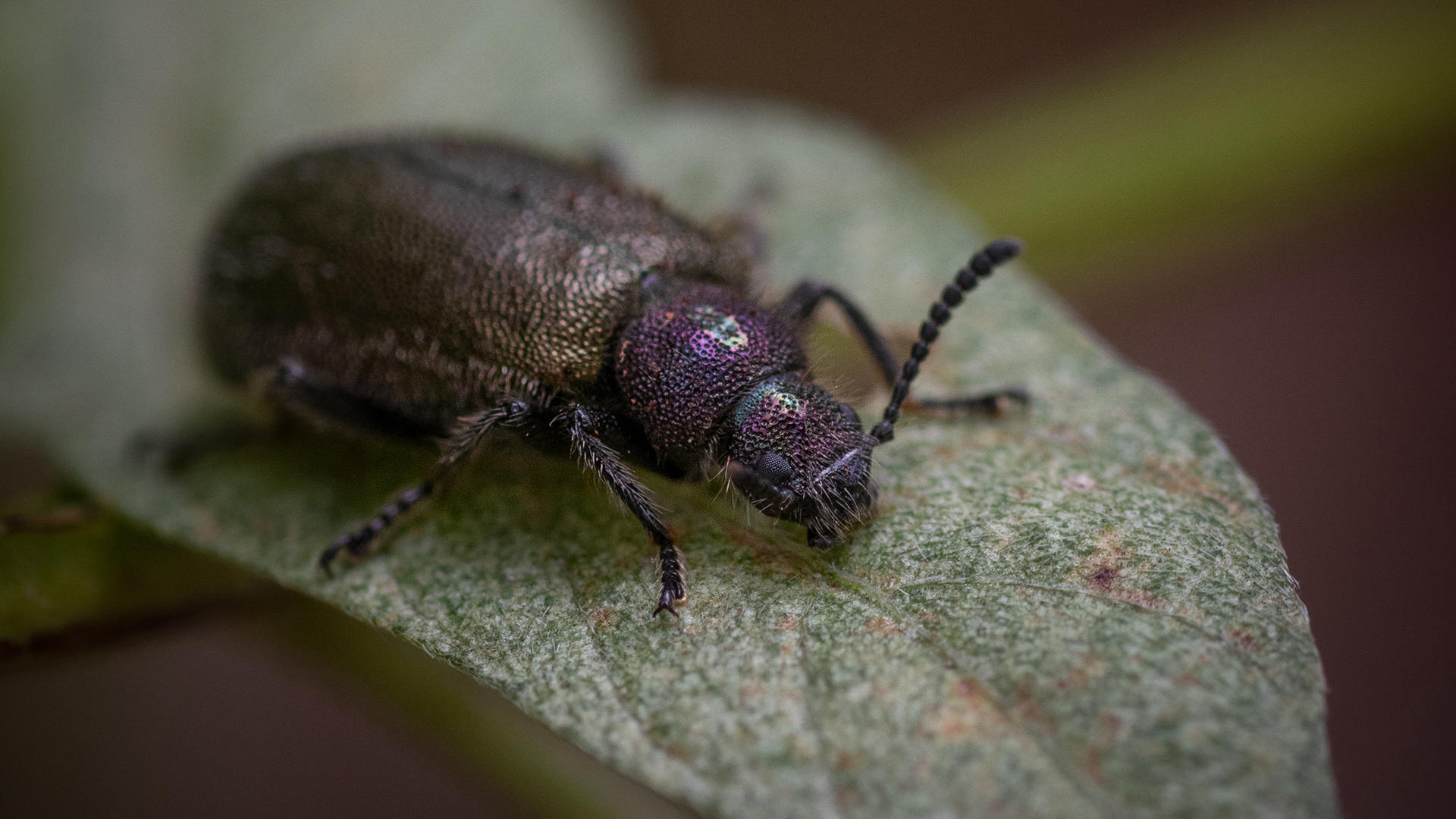 Only adult Lagria beetles carry the symbiotic bacteria, which are deposited onto the beetles' eggs.