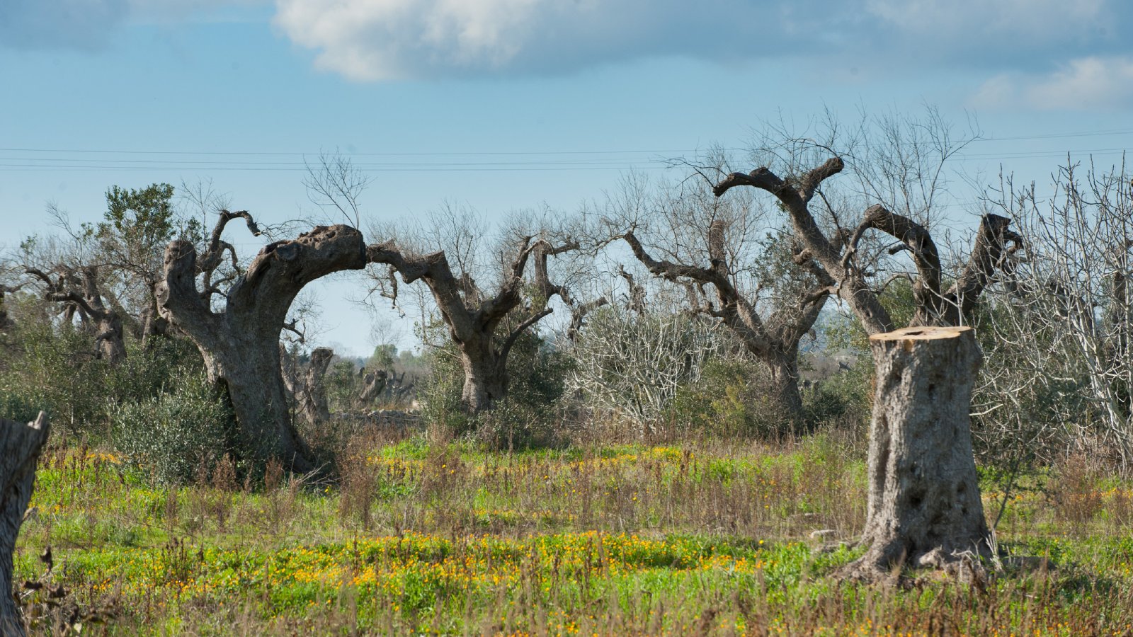 olive trees diseased by xylella fastidiosa