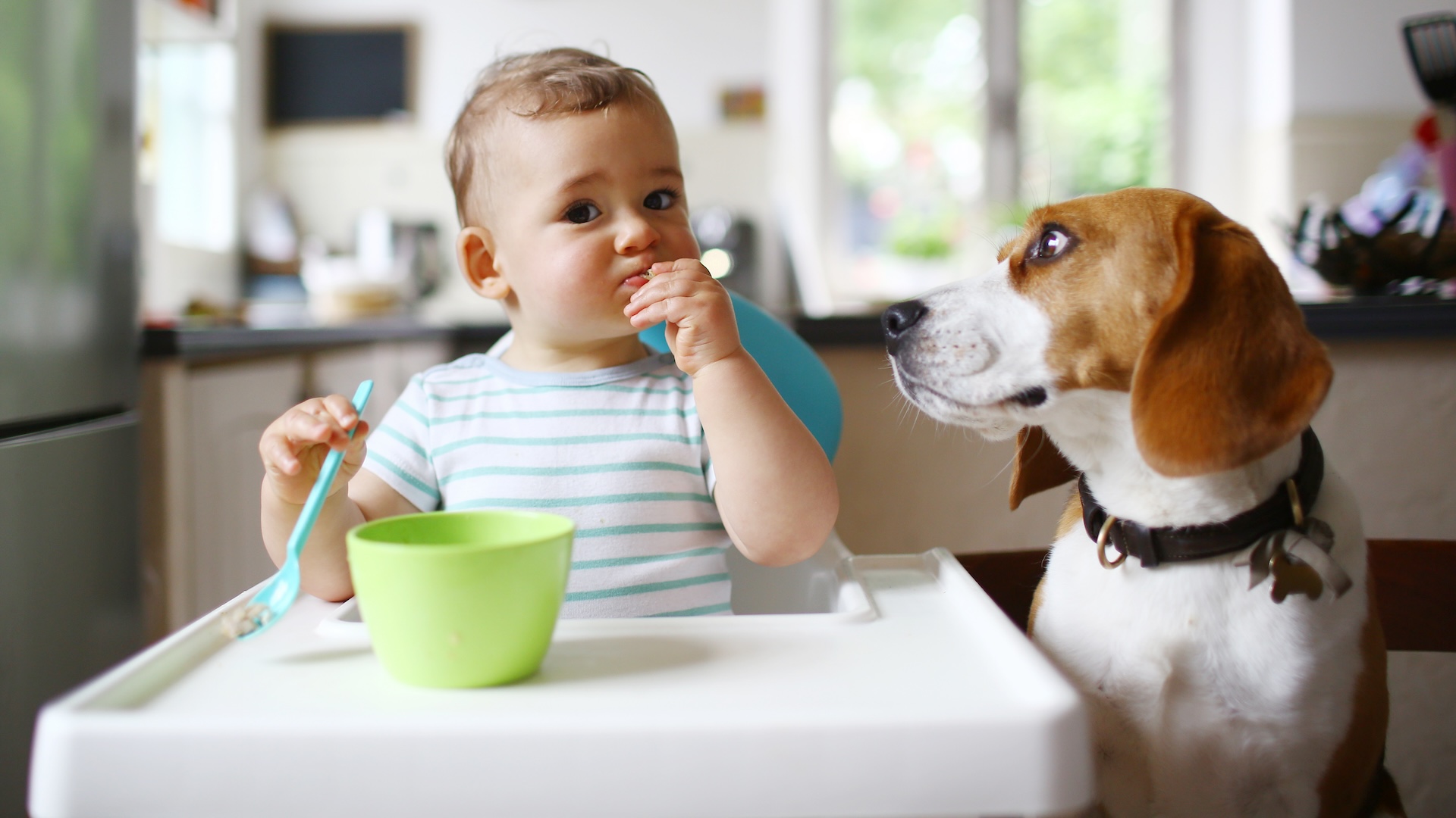 a baby eats in a high chair next to a dog looking at the baby�s food.