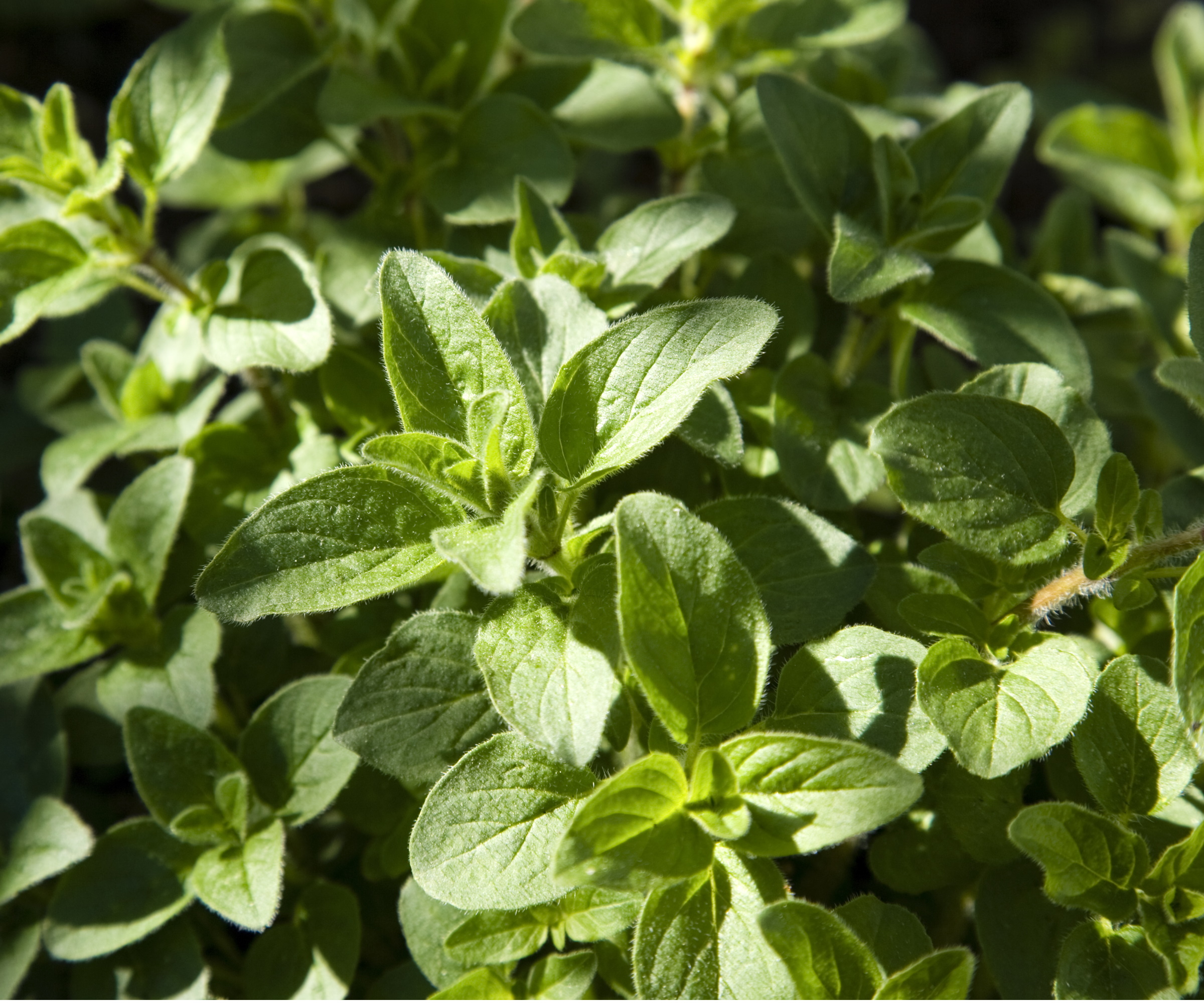 How to grow oregano for an aromatic herb Homes & Gardens