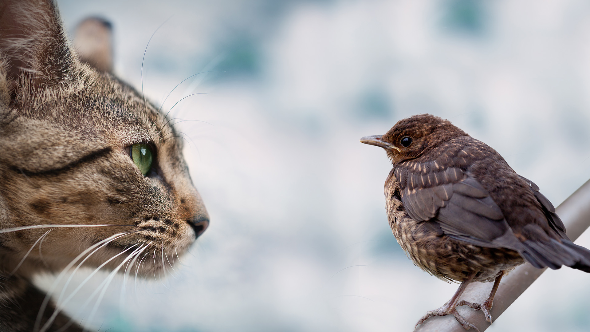 Bird flu in cats Signs, causes and treatment PetsRadar